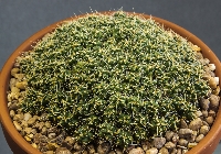 Maihueniopsis subterranea subsp pulcherrima